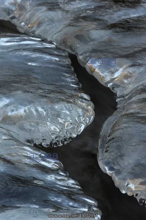 : Close up of an Ice formation formed in a small stream : Close up of an Ice formation formed in a small stream