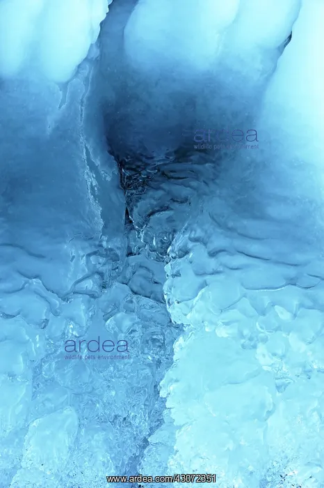: Close up of an Ice formation formed in the vegetation alongs : Close up of an Ice formation formed in the vegetation alongs