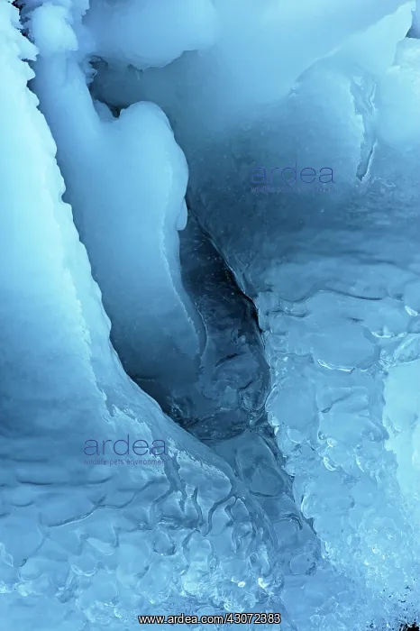 : Close up of an ice formation formed in the vegetation alongs : Close up of an ice formation formed in the vegetation alongs