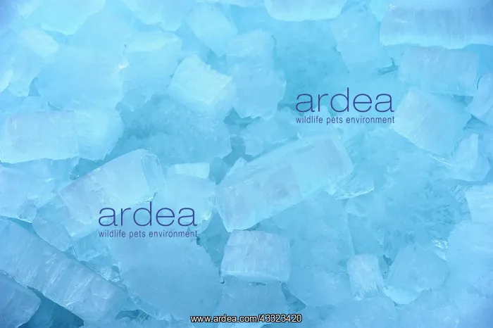 : Close up of ice pushing up against dikes : Close up of ice pushing up against dikes