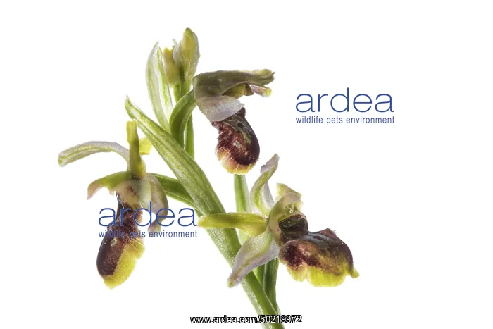 : Close up of inflorescence of early spider orchid (Ophrys sphegodes) on the white background, Piedmont, Italy : Close up of inflorescence of early spider orchid (Ophrys sphegodes) on the white background, Piedmont, Italy