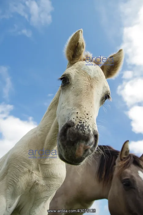 : Horse. Close up of a Konik horse (Equus caballus) foal looking at the camera : Horse. Close up of a Konik horse (Equus caballus) foal looking at the camera