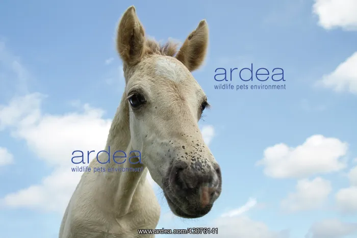 : Horse. Close up of a Konik horse (Equus caballus) foal looking at the camera : Horse. Close up of a Konik horse (Equus caballus) foal looking at the camera
