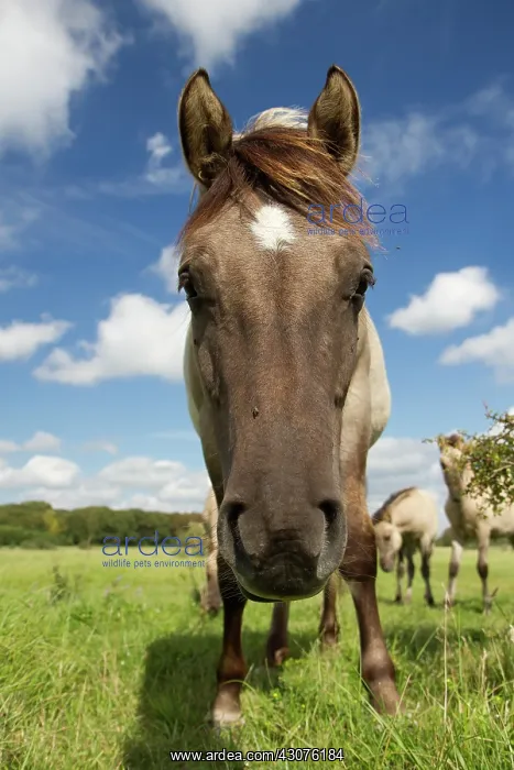 : Horse. Close up of a Konik horse (Equus caballus) looking at the camera : Horse. Close up of a Konik horse (Equus caballus) looking at the camera