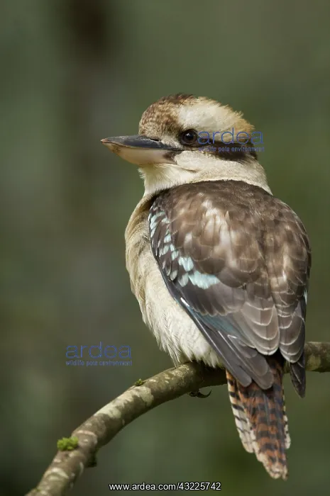 : Close up of Kookaburra, Tasmania, Australia : Close up of Kookaburra, Tasmania, Australia