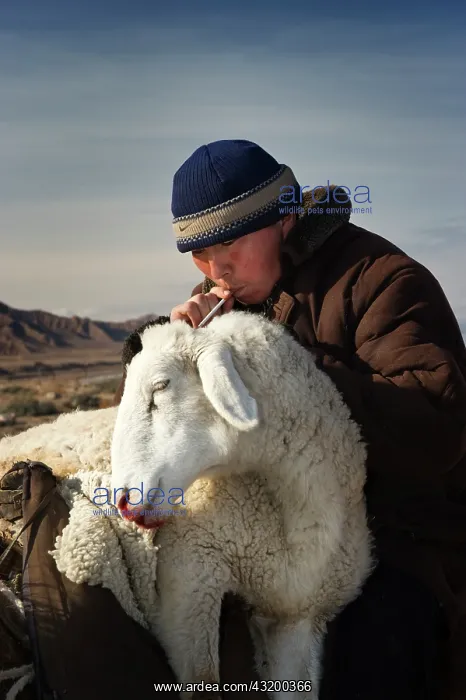 : Close up of Kyrgyz shepard on horseback with wounded sheep o : Close up of Kyrgyz shepard on horseback with wounded sheep o