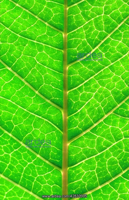  : Close up of Leaf, showing veins