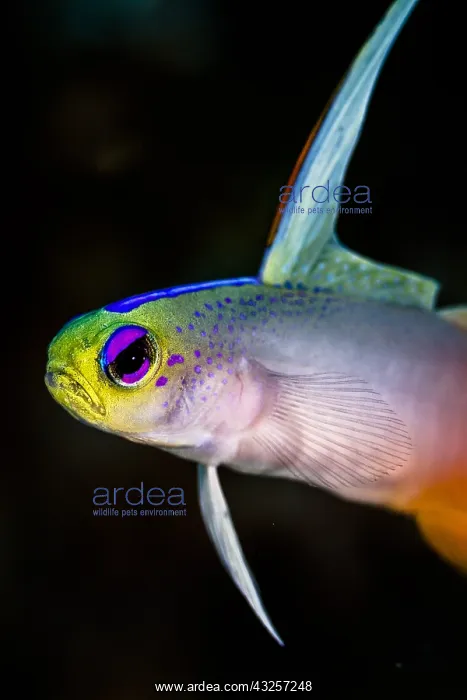 : Close left side view Fire Dartfish (Nemateleotris : Close left side view Fire Dartfish (Nemateleotris