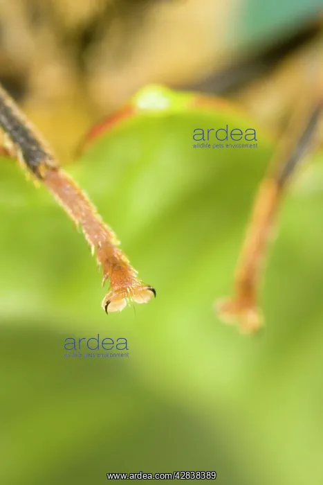 : Close up of Legs of Drone-Fly : Close up of Legs of Drone-Fly