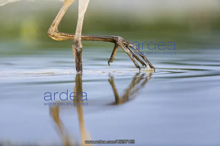 : Close up of legs of Grey Heron (Ardea cinerea) : Close up of legs of Grey Heron (Ardea cinerea)