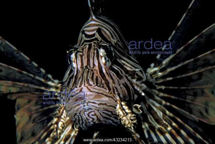 : Close up of Lionfish