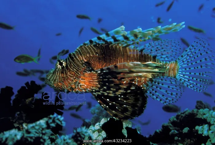  : Close up of Lionfish