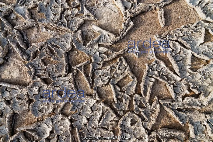 : Close up detail of Makgadikgadi salt pan, Botswana : Close up detail of Makgadikgadi salt pan, Botswana