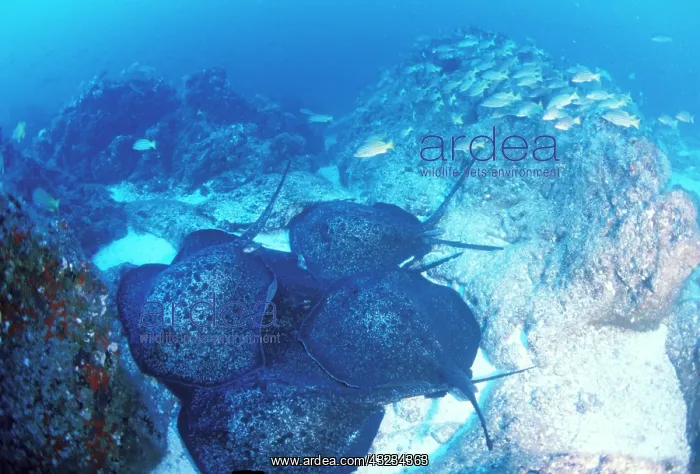 : Close up of male marbled rays pursuing female : Close up of male marbled rays pursuing female