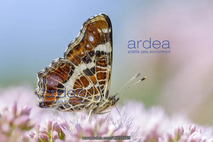 : Close up of Map Butterfly (Araschnia levana) on : Close up of Map Butterfly (Araschnia levana) on
