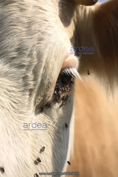  : Close up of Montbeliard cow with flies France
