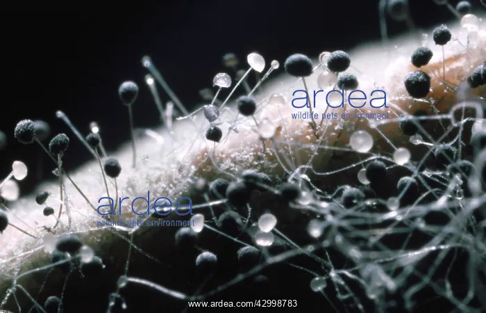 : Close up of mould on bread : Close up of mould on bread