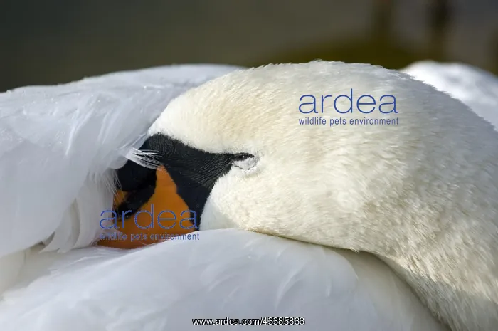 : Close up of Mute Swan (Cygnus olor) sleeping with : Close up of Mute Swan (Cygnus olor) sleeping with