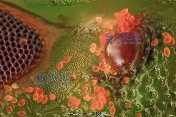: A close up of a Nezara viridula, showing a ocell : A close up of a Nezara viridula, showing a ocell