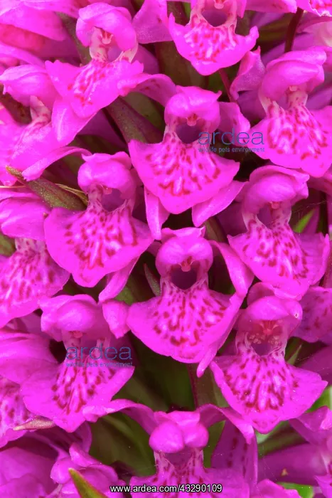 : Close up of Northern Marsh Orchid (Dactylorhiza : Close up of Northern Marsh Orchid (Dactylorhiza