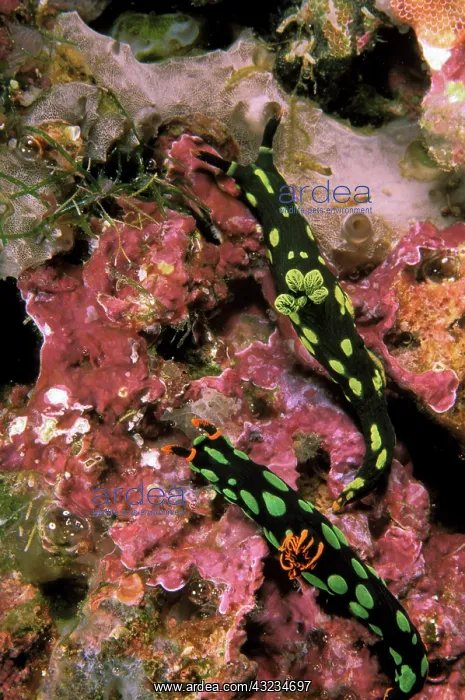 : Close up of nudibranch : Close up of nudibranch