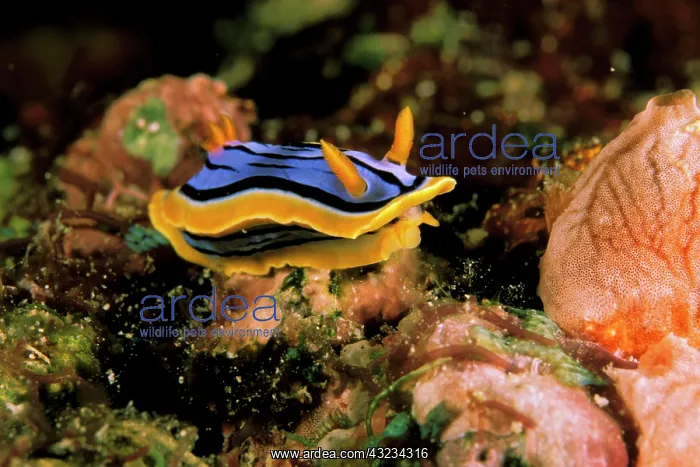 : Close up of Nudibranch, or chromodoris elizabethina : Close up of Nudibranch, or chromodoris elizabethina
