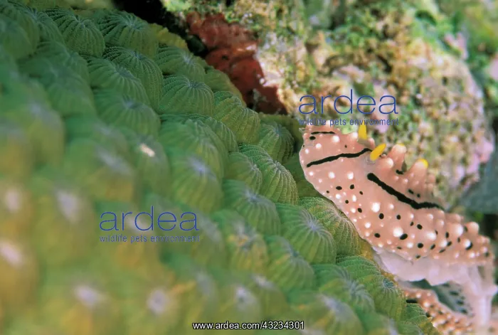 : Close up of Nudibranch on hardcoral : Close up of Nudibranch on hardcoral