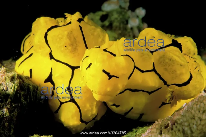 : Close up of nudibranch, or notodoris minor : Close up of nudibranch, or notodoris minor