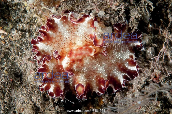 : Close up of Nudibranch species : Close up of Nudibranch species