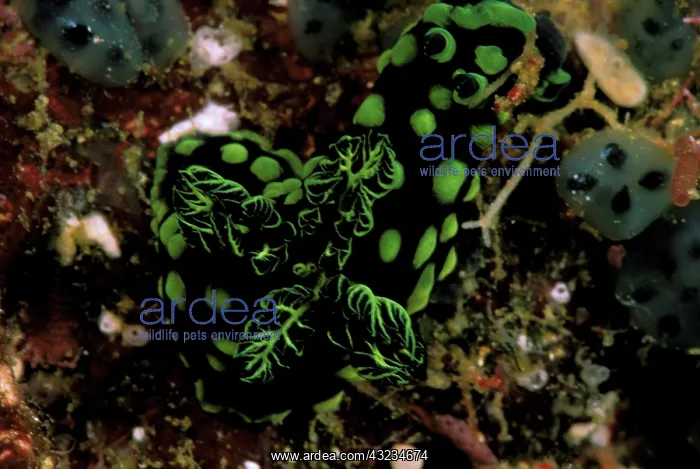 : Close up of nudibranchs : Close up of nudibranchs