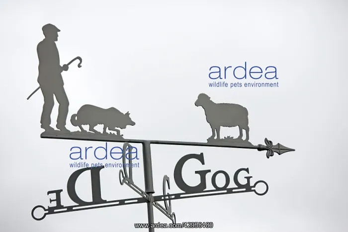 : Close up of ornamental Welsh weather vane with : Close up of ornamental Welsh weather vane with