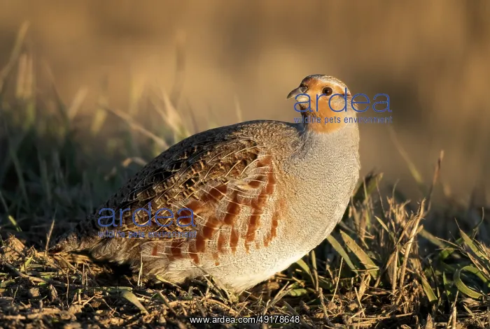 : Close Up Partridge Evening Light Saskatchewan Canada : Close Up Partridge Evening Light Saskatchewan Canada