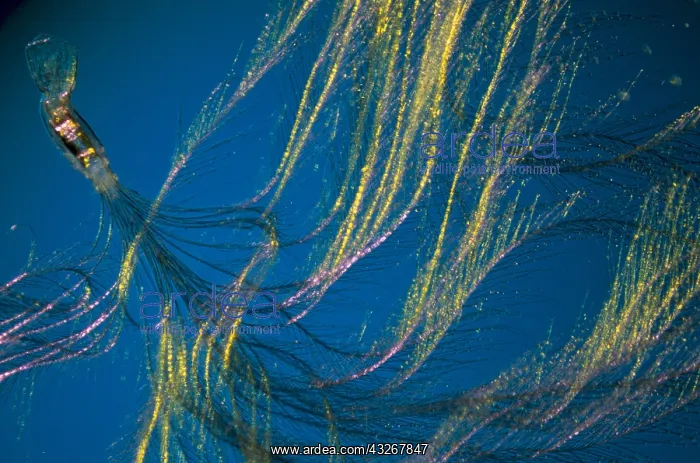 : Close up of Peacock feather : Close up of Peacock feather