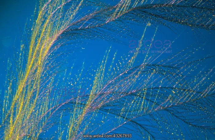 : Close up of Peacock feather : Close up of Peacock feather