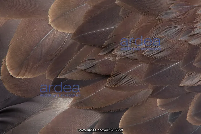 : close up of plumage of a Bald Eagle (Haliaeetus : close up of plumage of a Bald Eagle (Haliaeetus