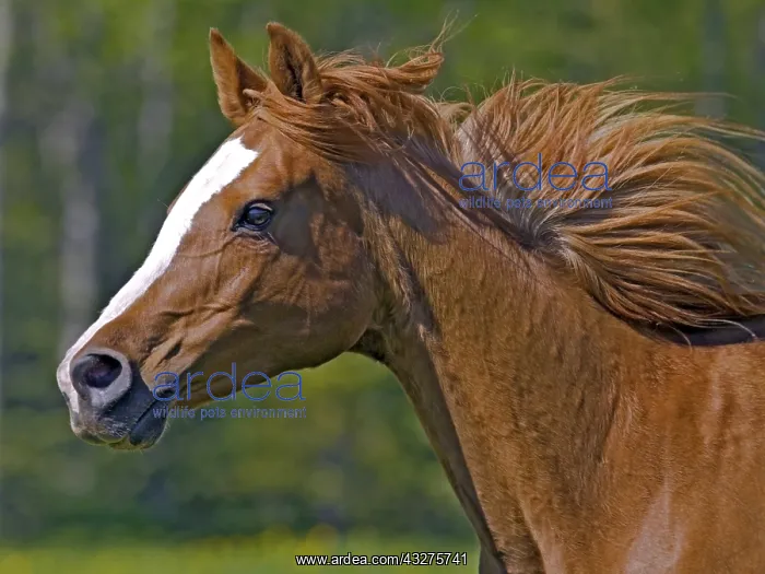 : Close up Portrait of beautiful purebred chestnut : Close up Portrait of beautiful purebred chestnut