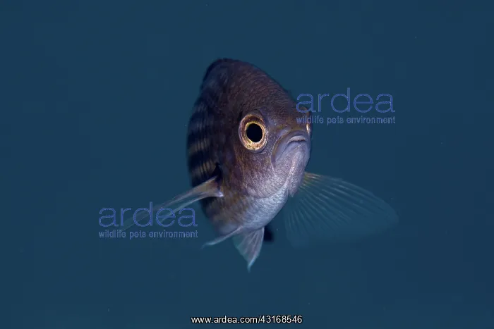 : Close up portrait of a Chromis : Close up portrait of a Chromis