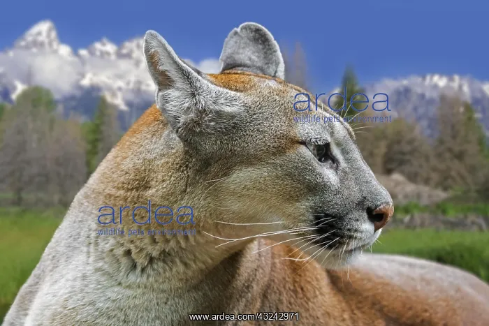 : Close up portrait of cougar, puma, mountain lion : Close up portrait of cougar, puma, mountain lion