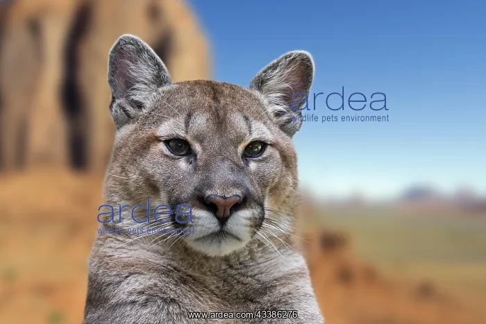 : Close up portrait of cougar, puma, mountain lion : Close up portrait of cougar, puma, mountain lion