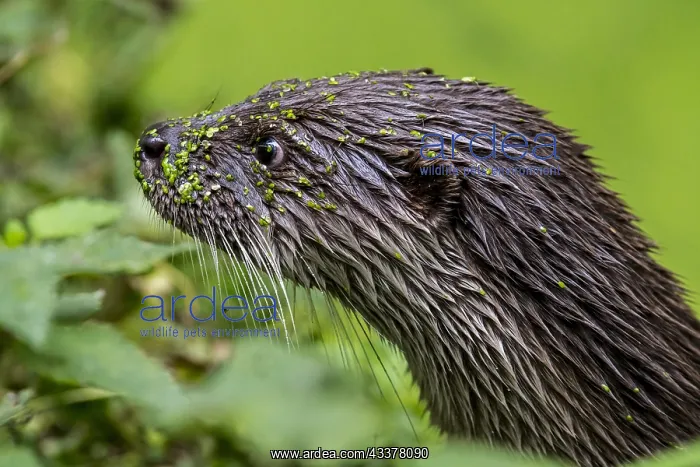 : Close up portrait of European River Otter (Lutra : Close up portrait of European River Otter (Lutra