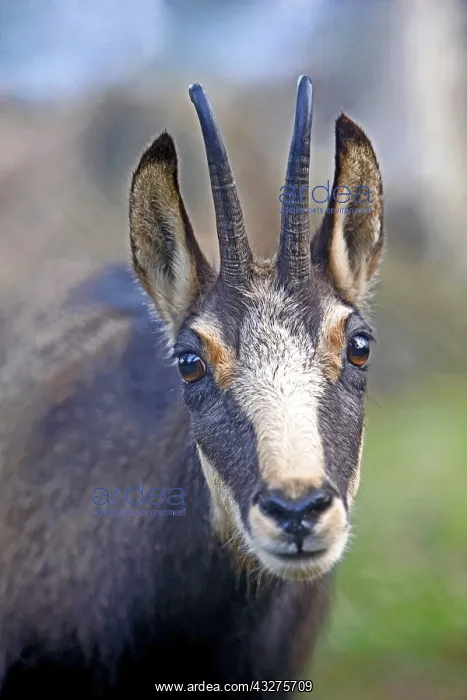 : Close up Portrait Head of Chamois looking at camera : Close up Portrait Head of Chamois looking at camera