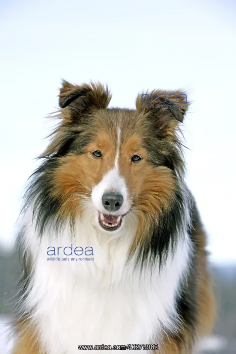 : Close up portrait of Shetland Sheepdog standing : Close up portrait of Shetland Sheepdog standing