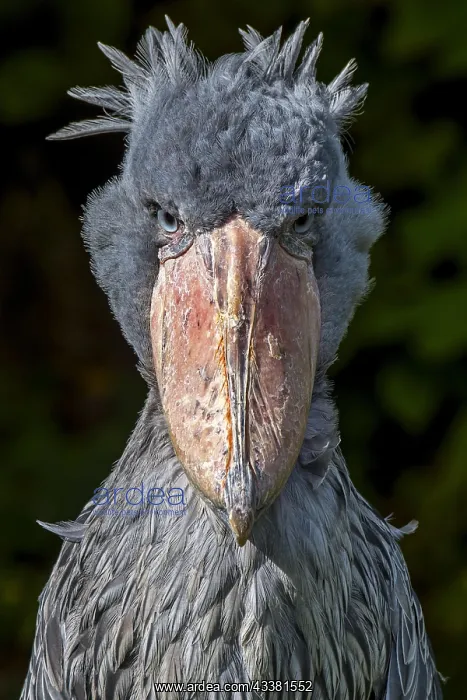 : Close up portrait of shoebill, whalehead, shoe-billed : Close up portrait of shoebill, whalehead, shoe-billed