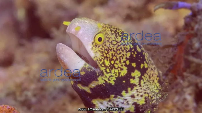 : Close up portrait of Snowflake moray (Echidna ne : Close up portrait of Snowflake moray (Echidna ne
