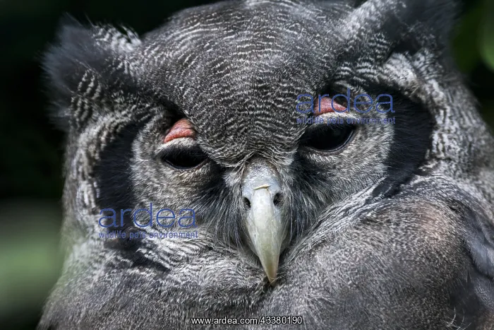 : Close up portrait of Verreaux's eagle-owl (Bubo : Close up portrait of Verreaux's eagle-owl (Bubo