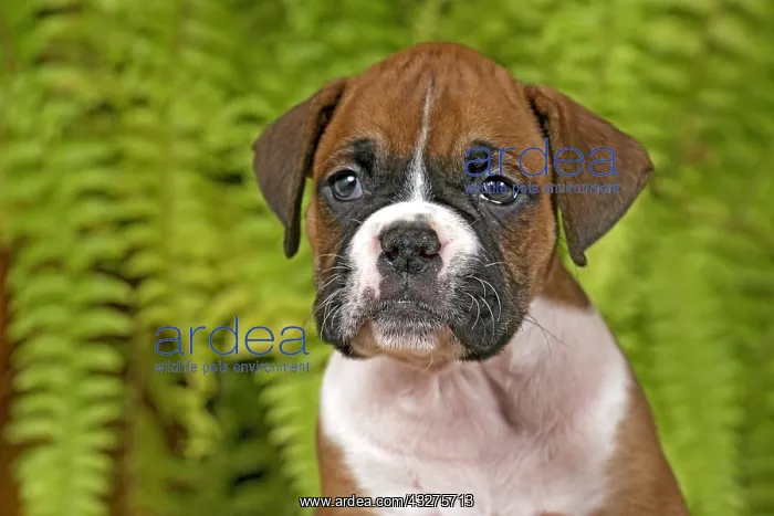 : Close up Portrait of eight week old German Boxer : Close up Portrait of eight week old German Boxer