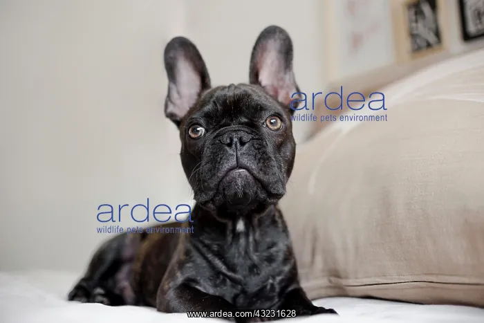 : close up pretty little french bulldog : close up pretty little french bulldog