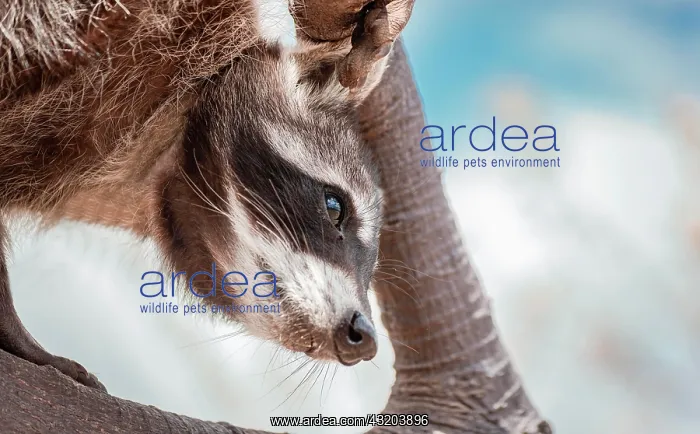  : Close up of a raccoon in a tree, Portrait raccoon