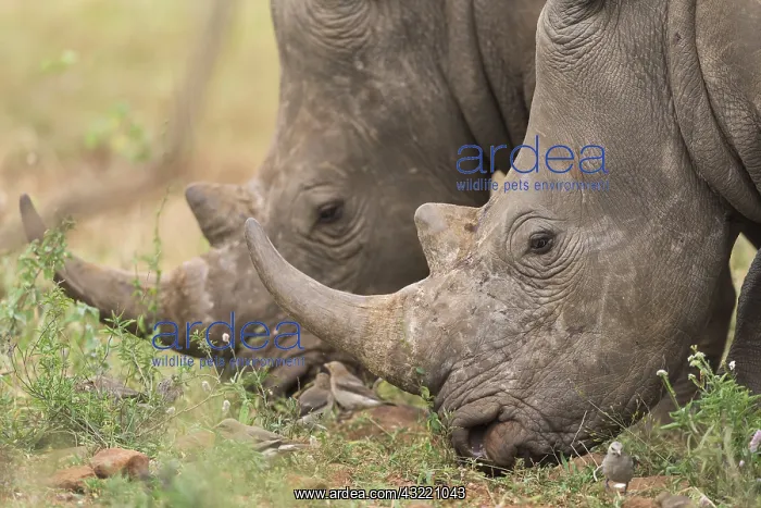 : Close up of Rhinoc&, x9caf;s (Ceratotherium simum) : Close up of Rhinoc&, x9caf;s (Ceratotherium simum)