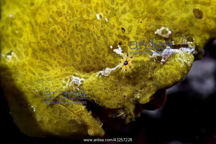 : Close right side view Commerson's Frogfish head : Close right side view Commerson's Frogfish head